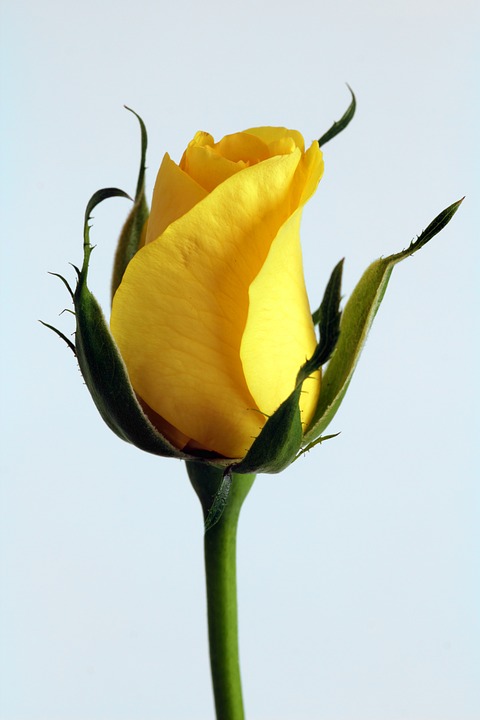 Sárga rózsa - 2020 Nőnap
